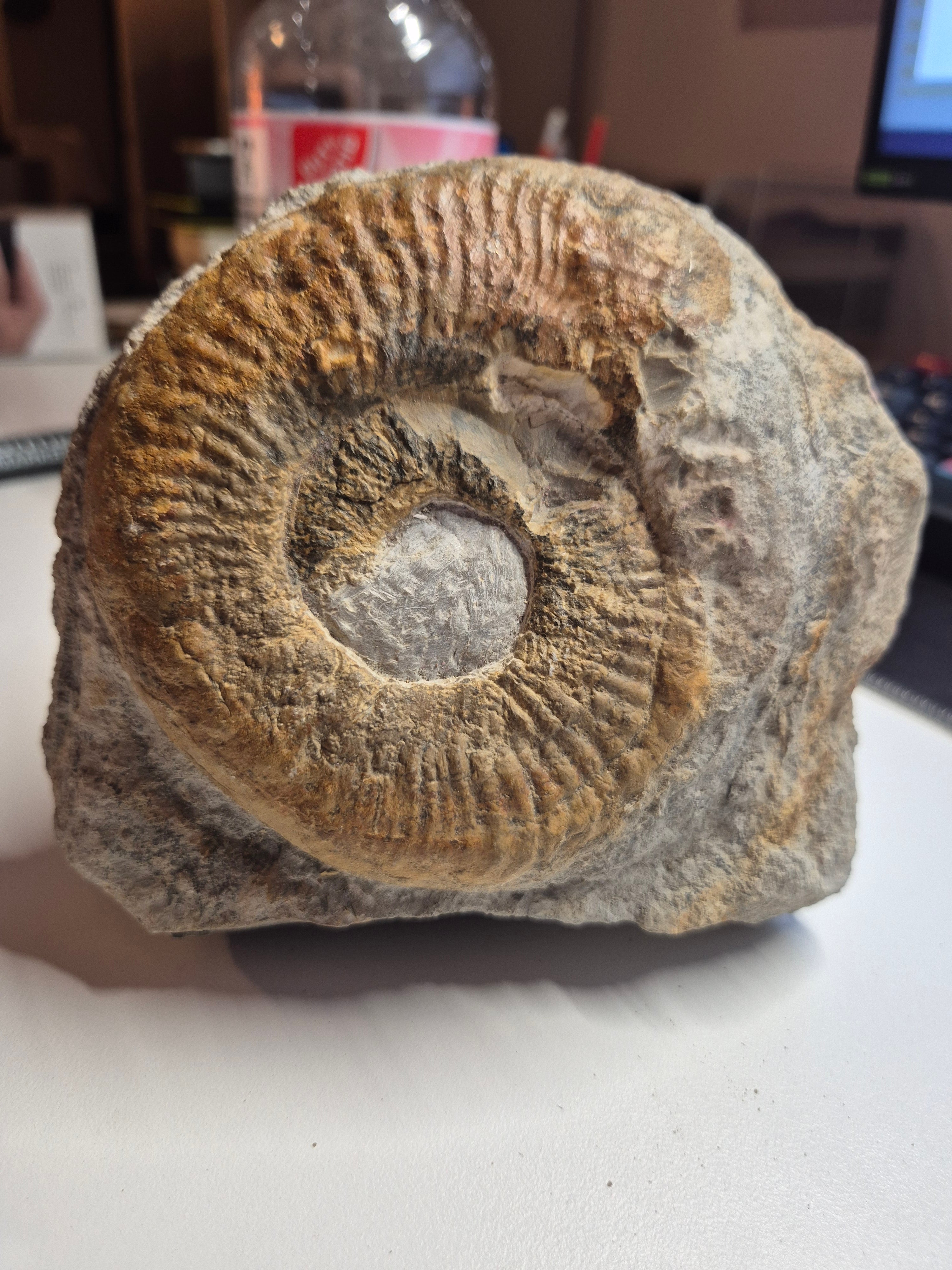 Großes Ammonit Fossil im Kalkstein | 12 cm | Sammlerstück | Zustand Gut
