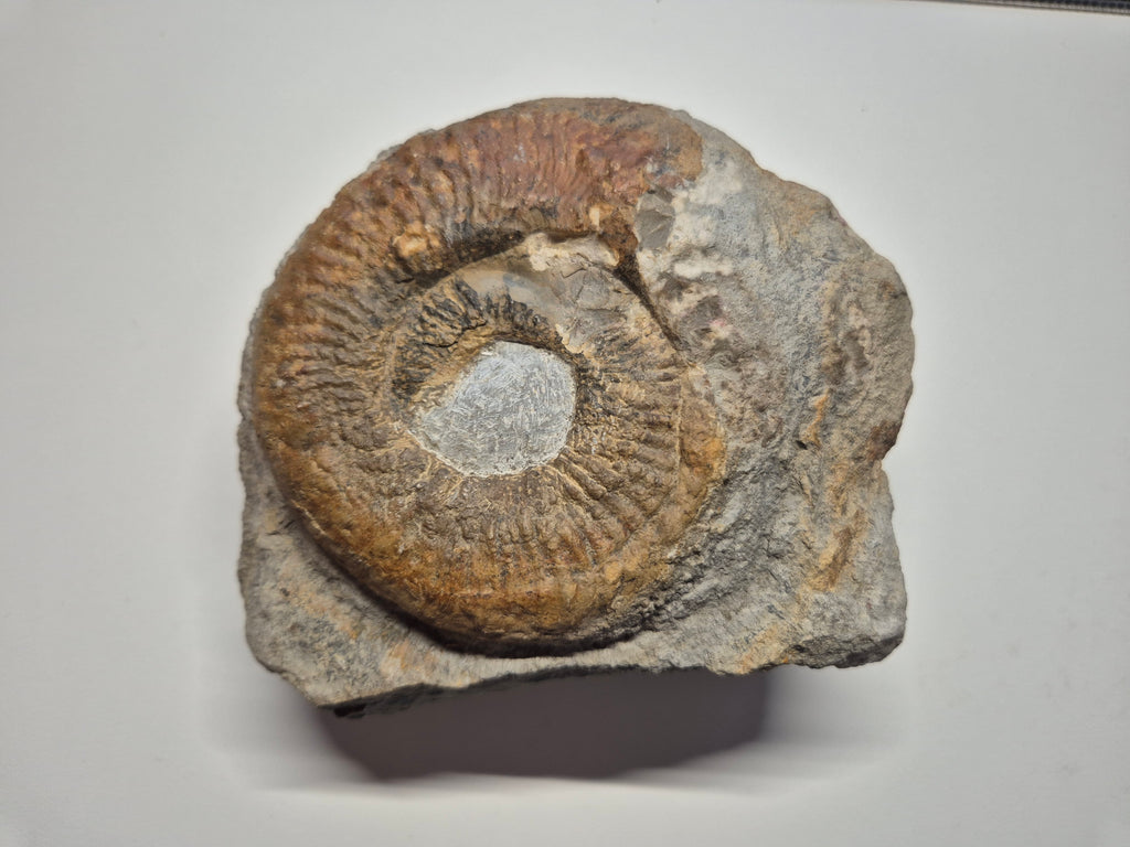 Großes Ammonit Fossil im Kalkstein | 12 cm | Sammlerstück | Zustand Gut