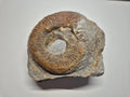 Großes Ammonit Fossil im Kalkstein | 12 cm | Sammlerstück | Zustand Gut