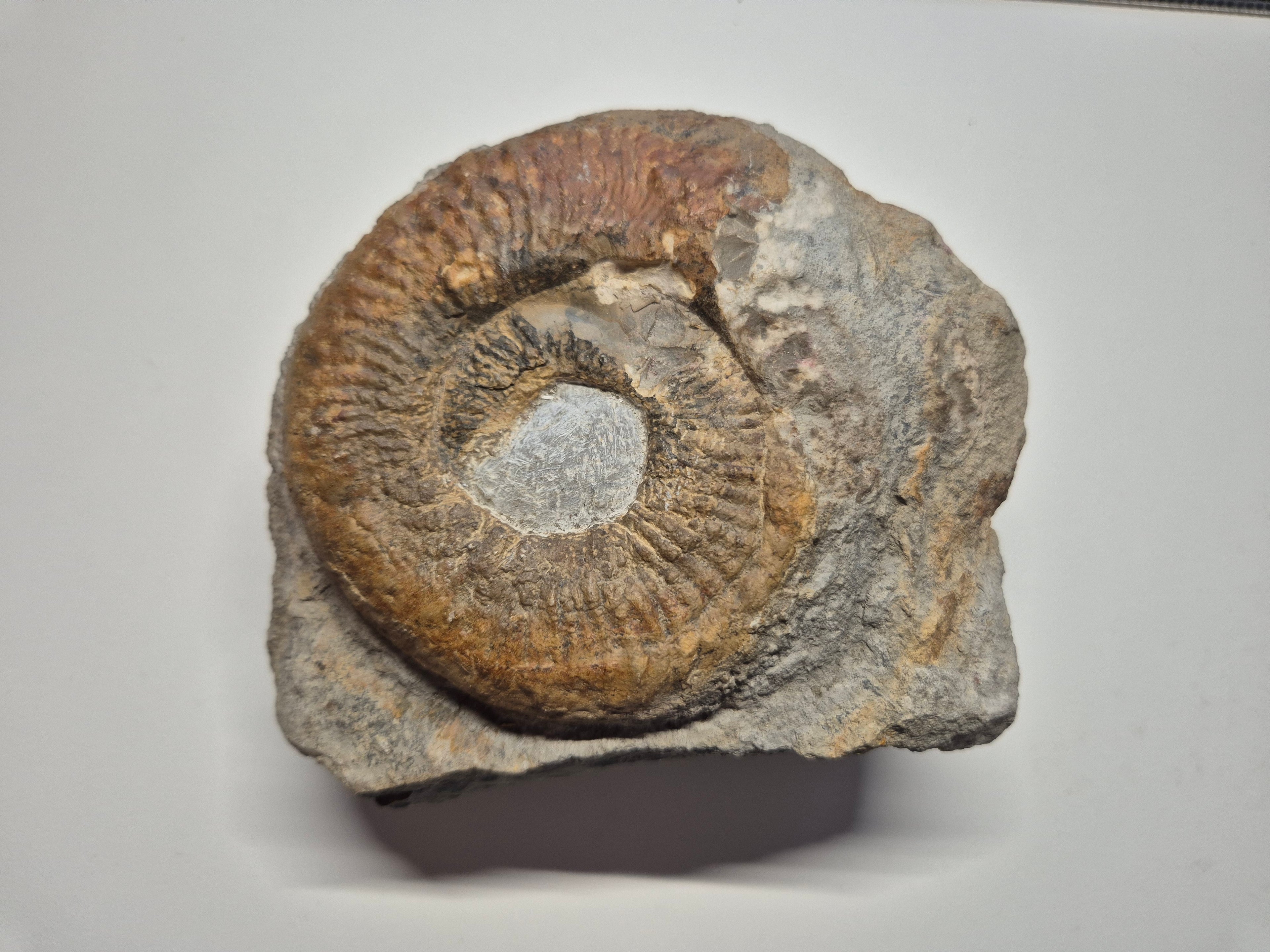 Großes Ammonit Fossil im Kalkstein | 12 cm | Sammlerstück | Zustand Gut