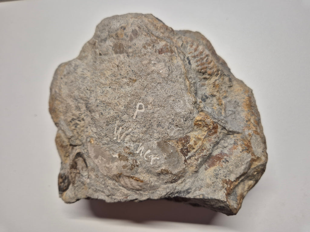 Großes Ammonit Fossil im Kalkstein | 12 cm | Sammlerstück | Zustand Gut