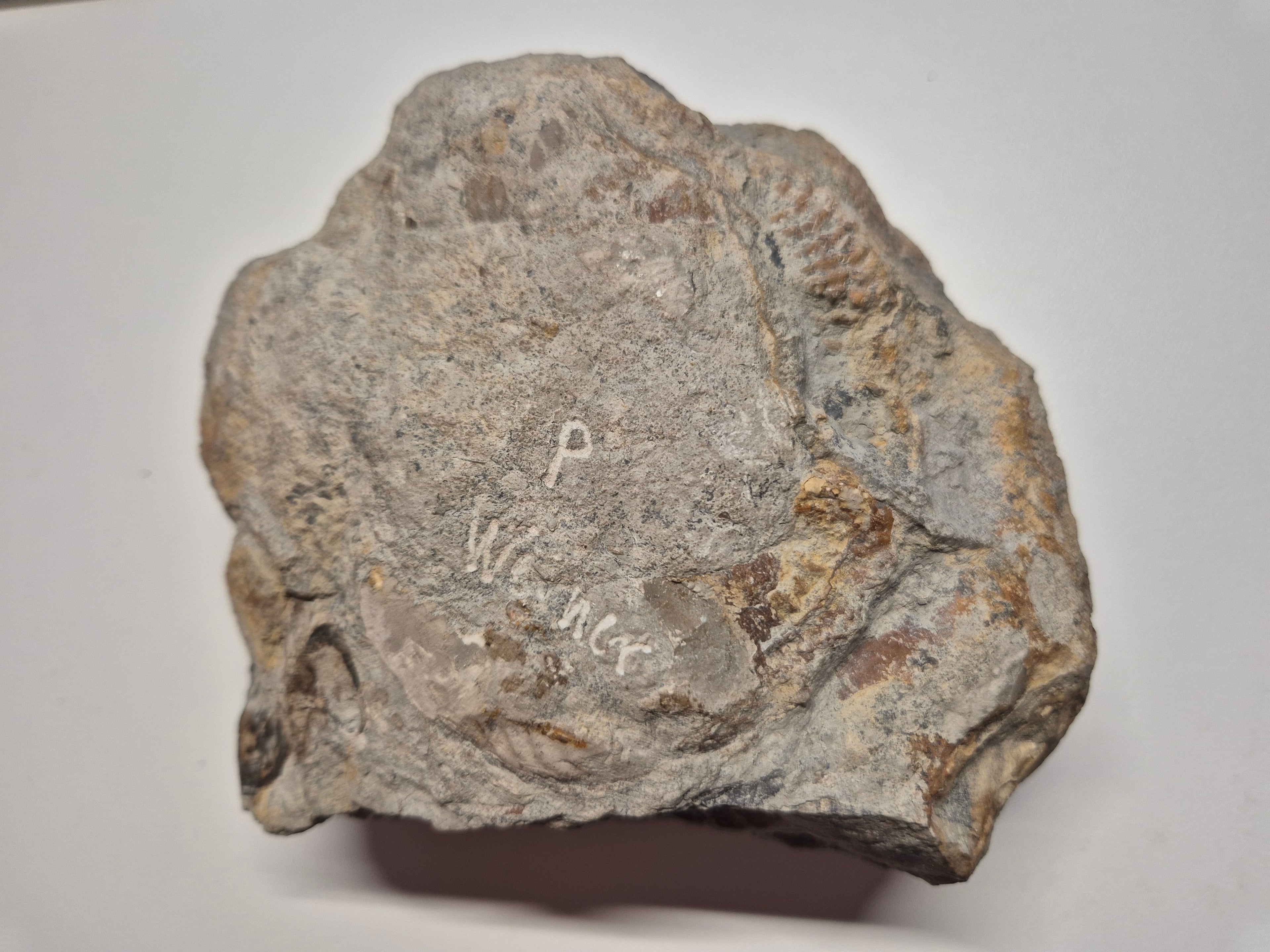 Großes Ammonit Fossil im Kalkstein | 12 cm | Sammlerstück | Zustand Gut