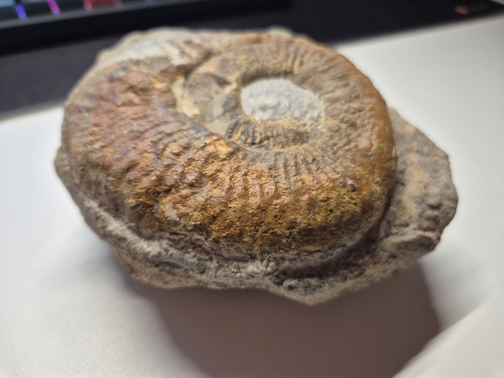 Großes Ammonit Fossil im Kalkstein | 12 cm | Sammlerstück | Zustand Gut